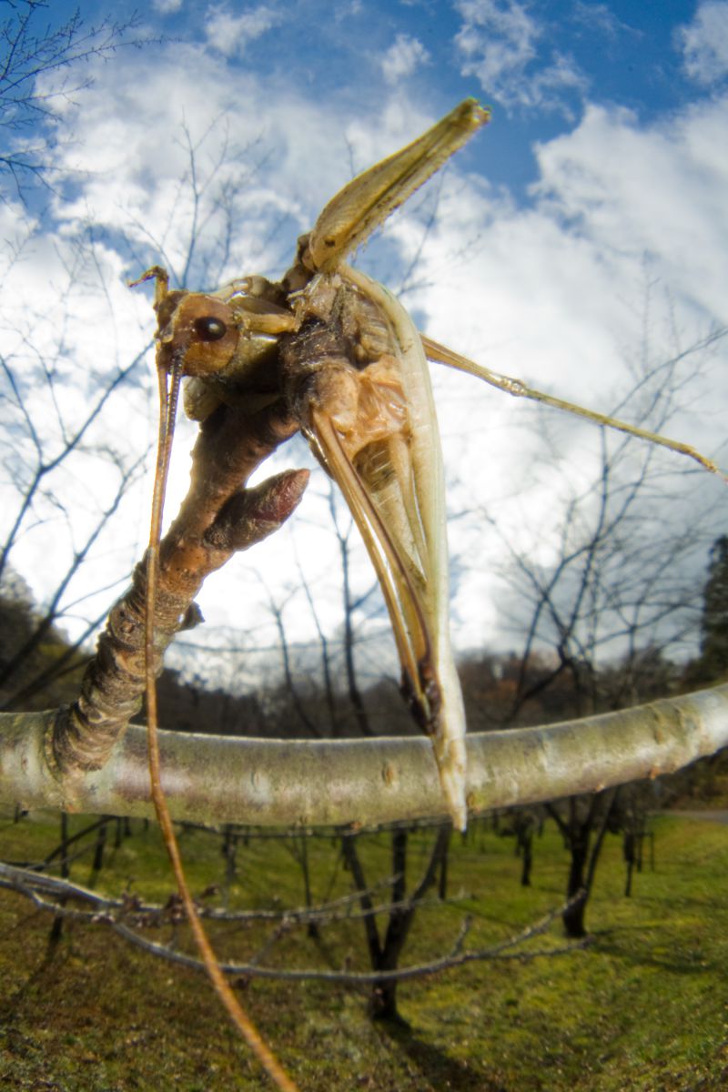 モズの早贄 ツユムシの場合 動物 虫 昆虫 Ganref