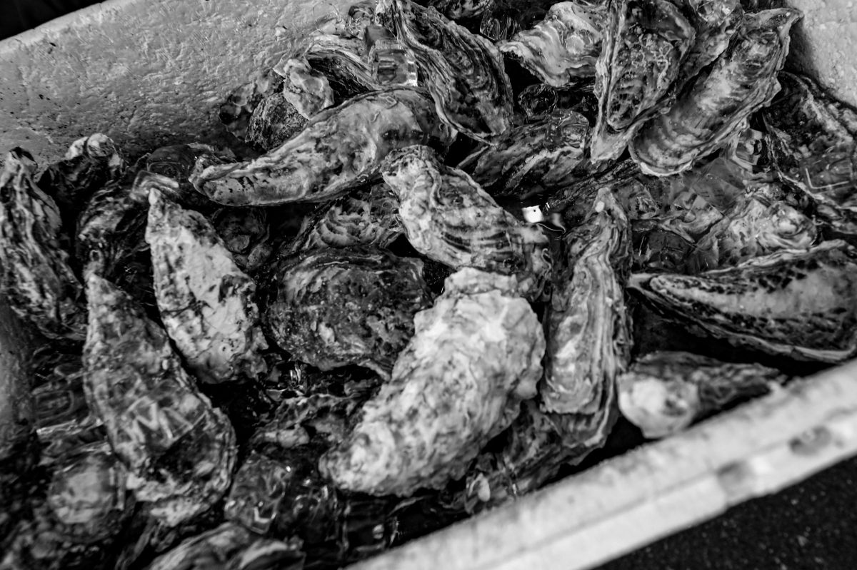 オイスター GANREF