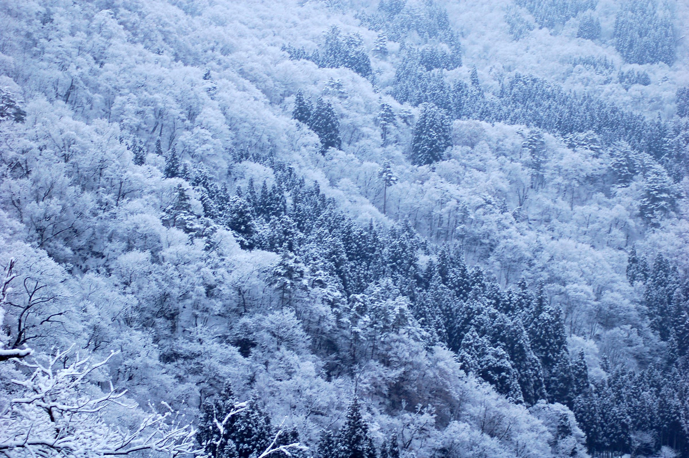 雪の世界！ | GANREF