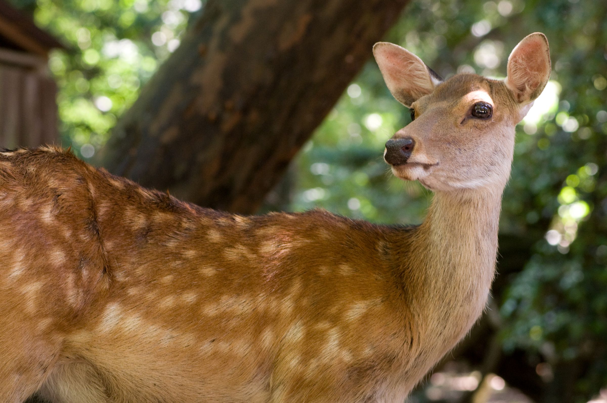 初夏の仔鹿 | GANREF