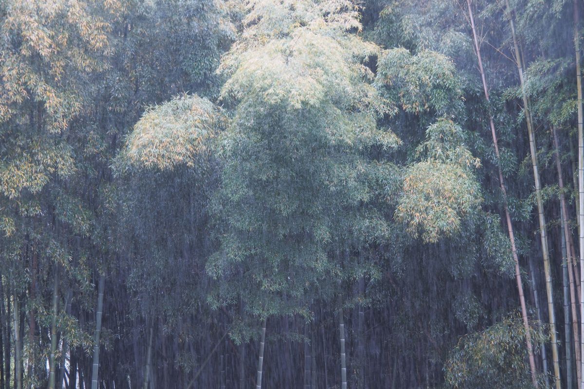 篠突く雨