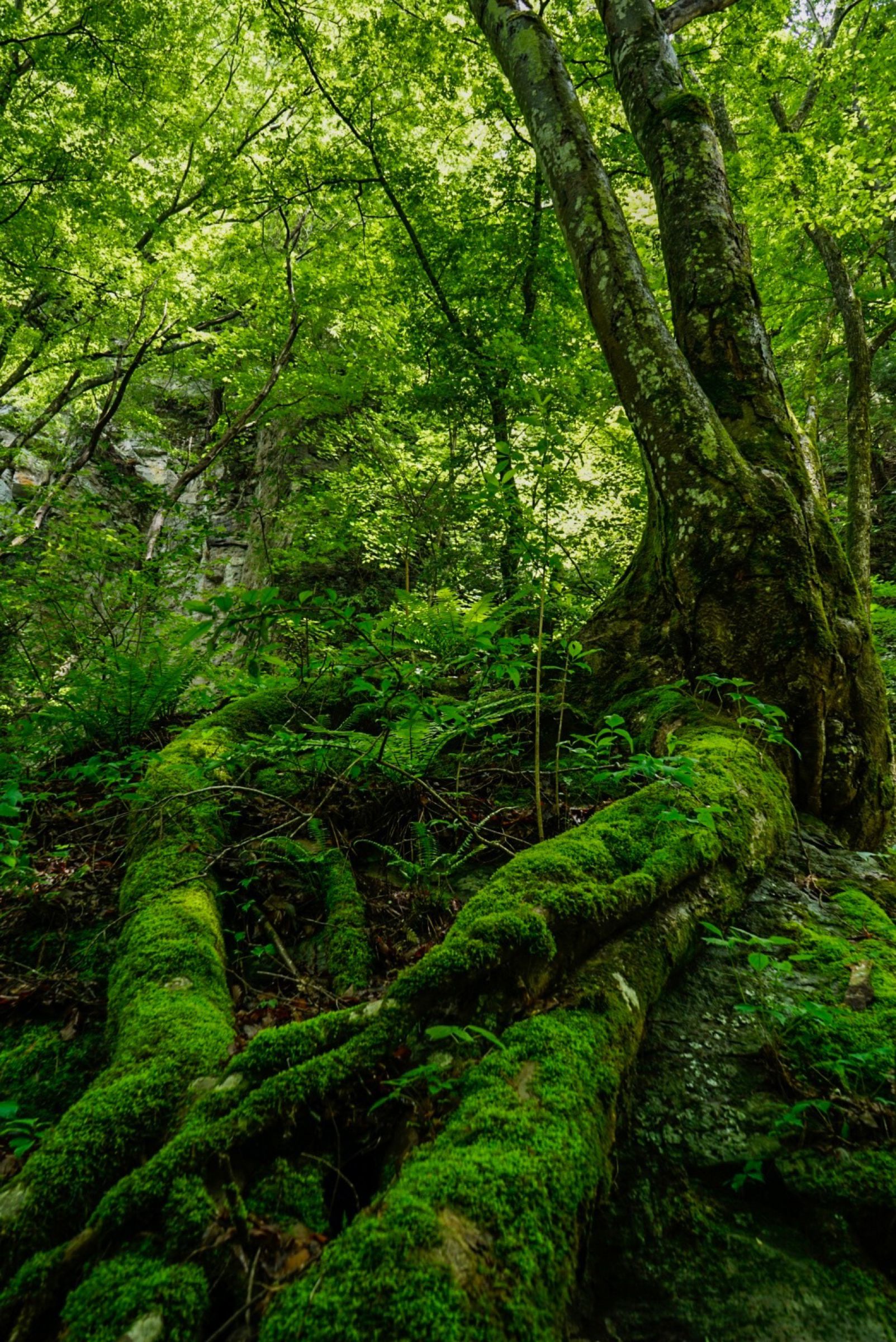 苔のむすまで | GANREF