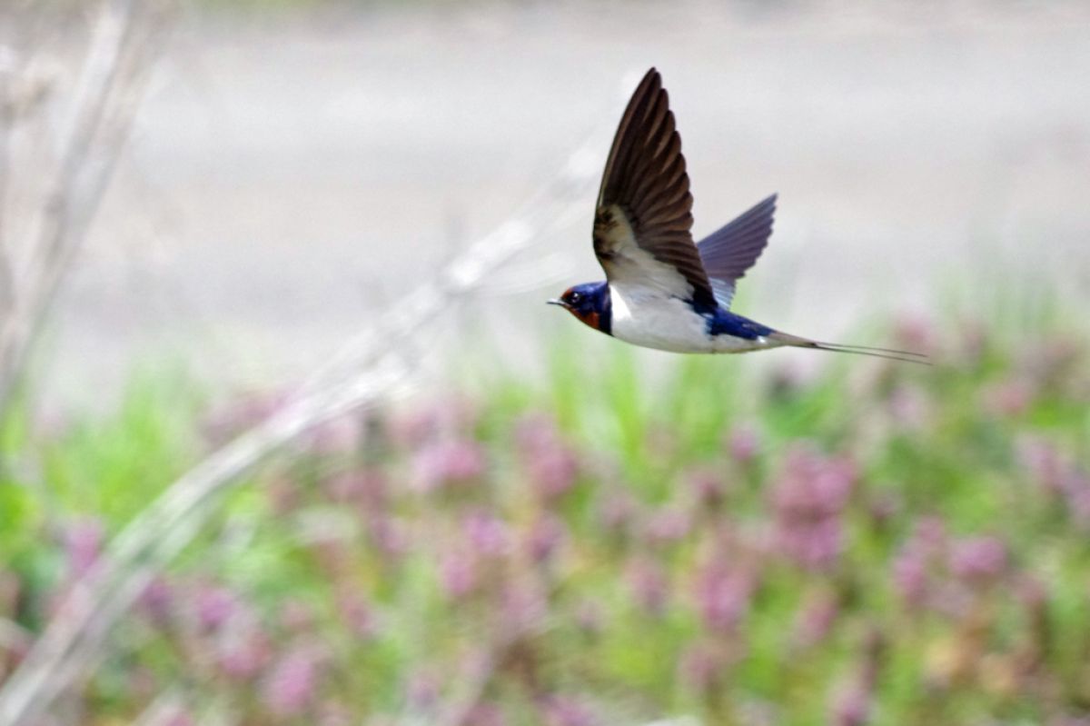 春ツバメ２ 動物 鳥類 Ganref