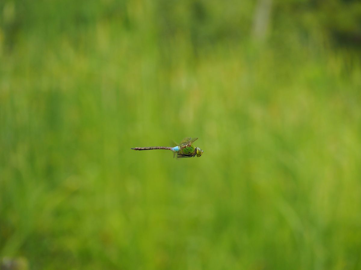 ギンヤンマのホバリング 動物 虫 昆虫 Ganref