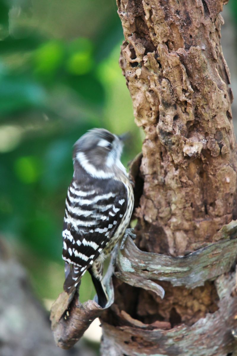 コゲラのドラミング 動物 鳥類 Ganref コゲラのドラミング 動物 鳥類 Ganref