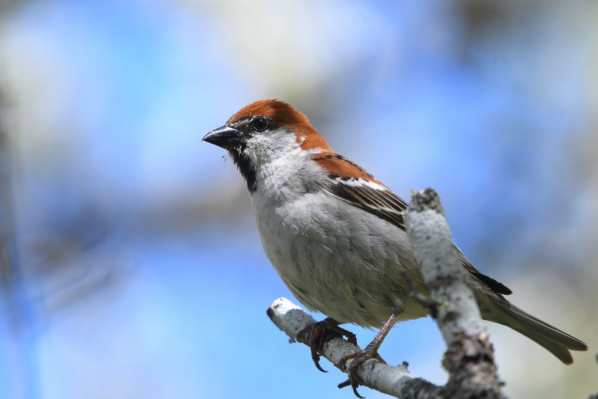 戦場ヶ原のニュウナイスズメ 初見初撮り 動物 鳥類 Ganref