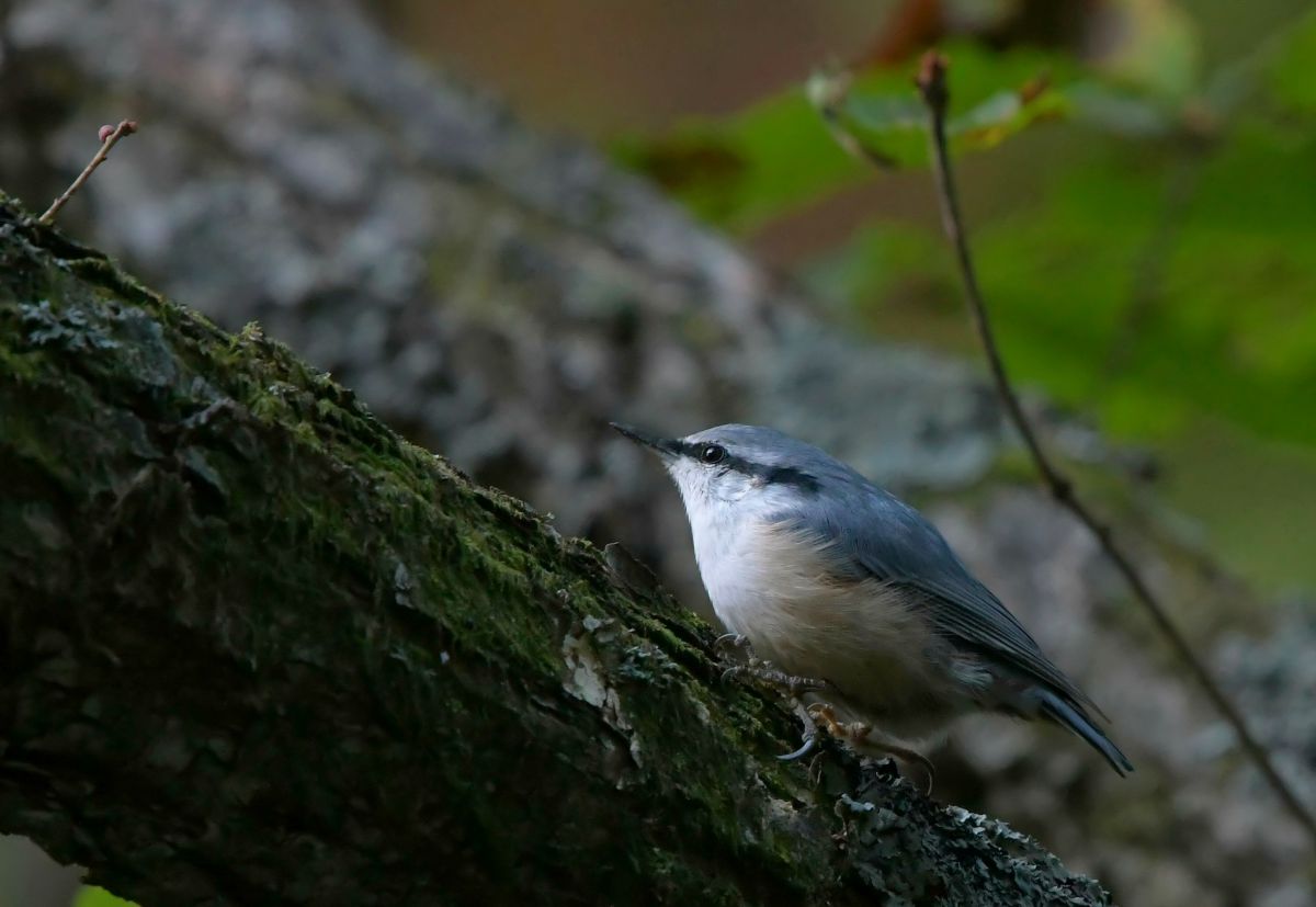 戦場ヶ原のゴジュウガラ 初撮り 動物 鳥類 Ganref
