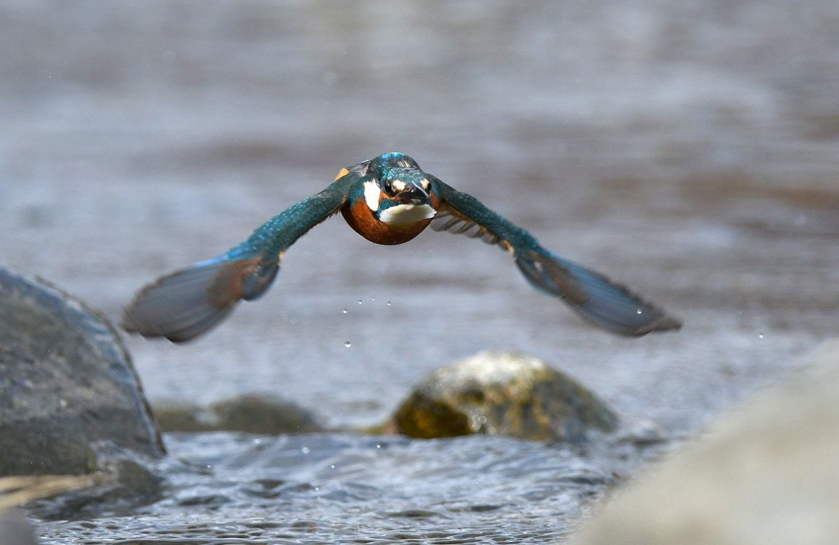カワセミ 正面顔 動物 鳥類 Ganref