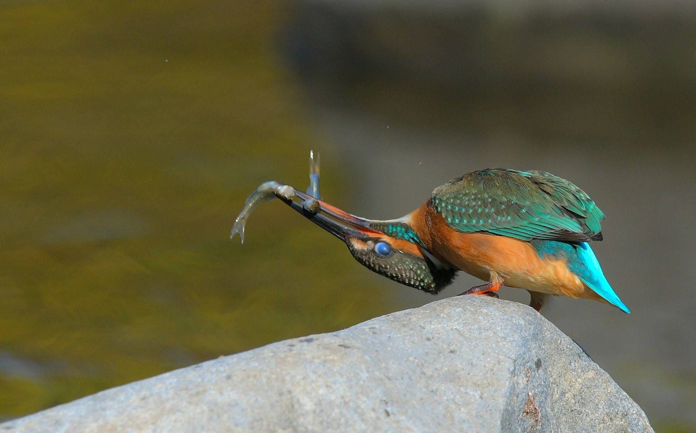 カワセミ ちょっと二匹は無理かも？ | GANREF