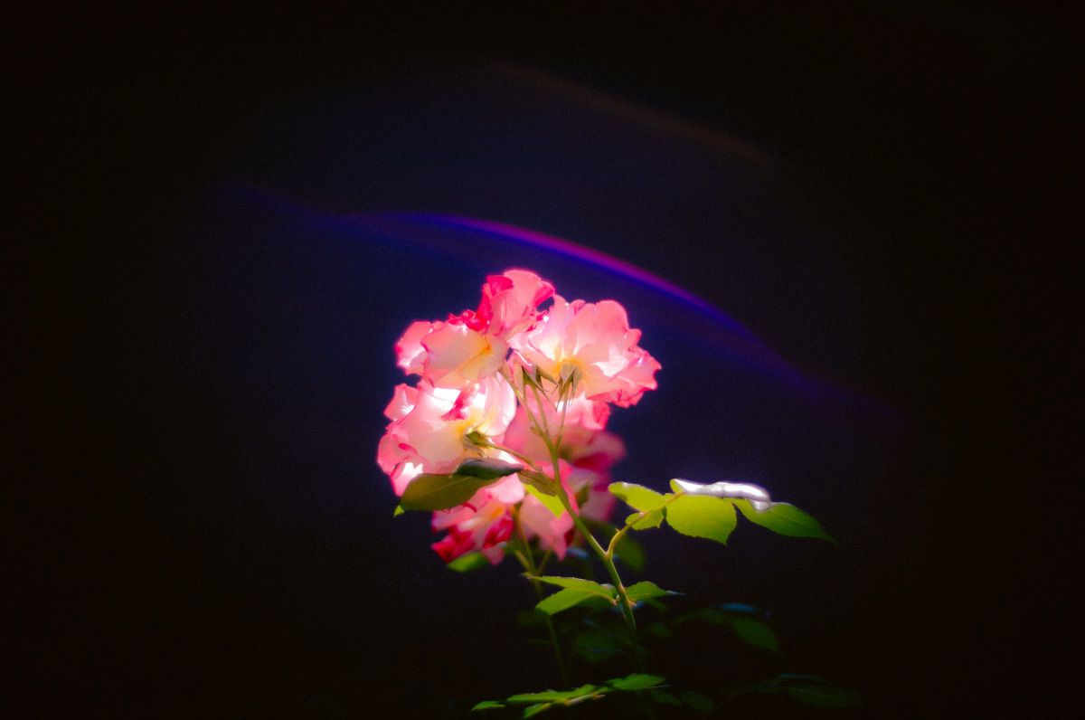 たかなわ　40mm f1.4 sc NOKTON classic 40mm F1.4 S.Cで撮影された写真 | 写真検索 | GANREF