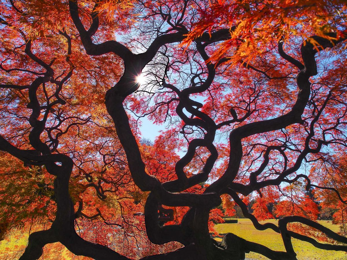 新宿御苑にて 秋 植物 紅葉 Ganref