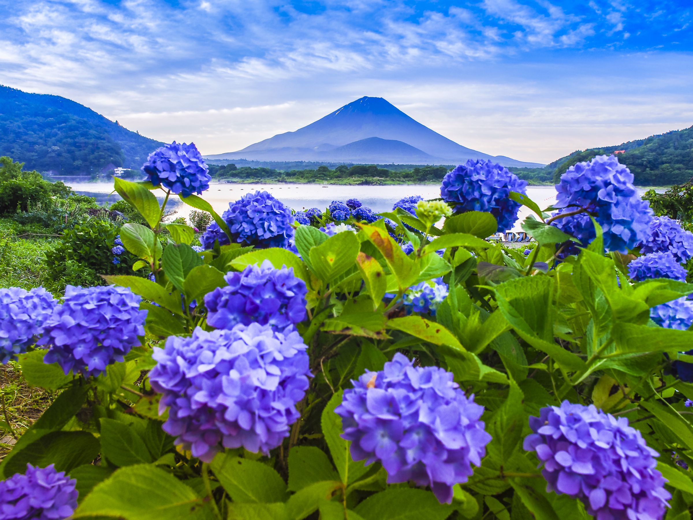 紫陽花咲く精進湖 | GANREF