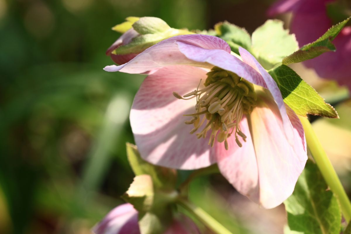 照れ隠し 植物 花 花びら Ganref