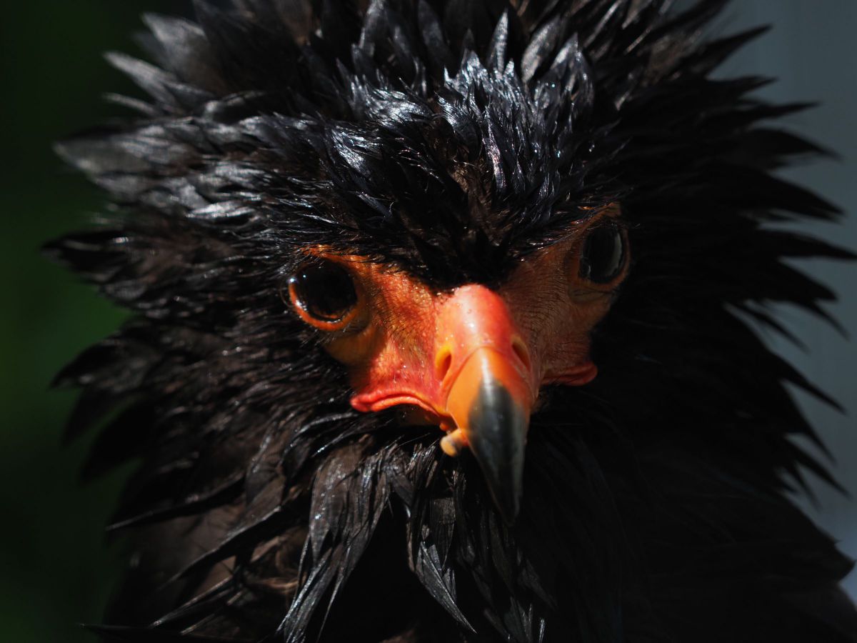 face | GANREF