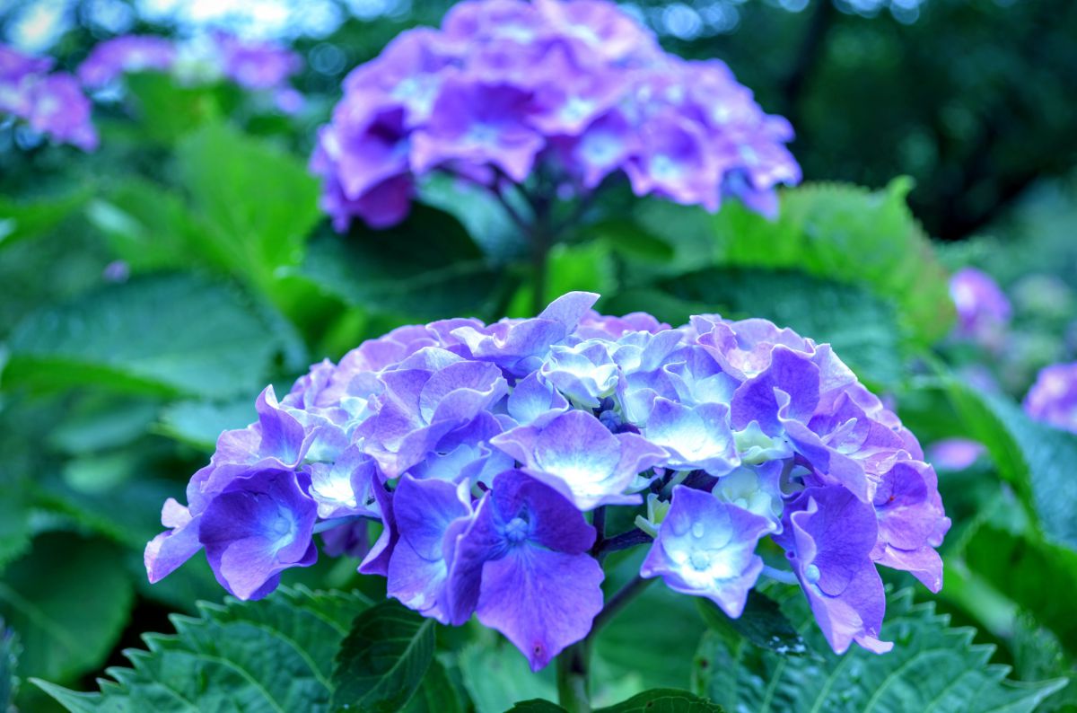 雨上がりの紫陽花 植物 花 花びら Ganref