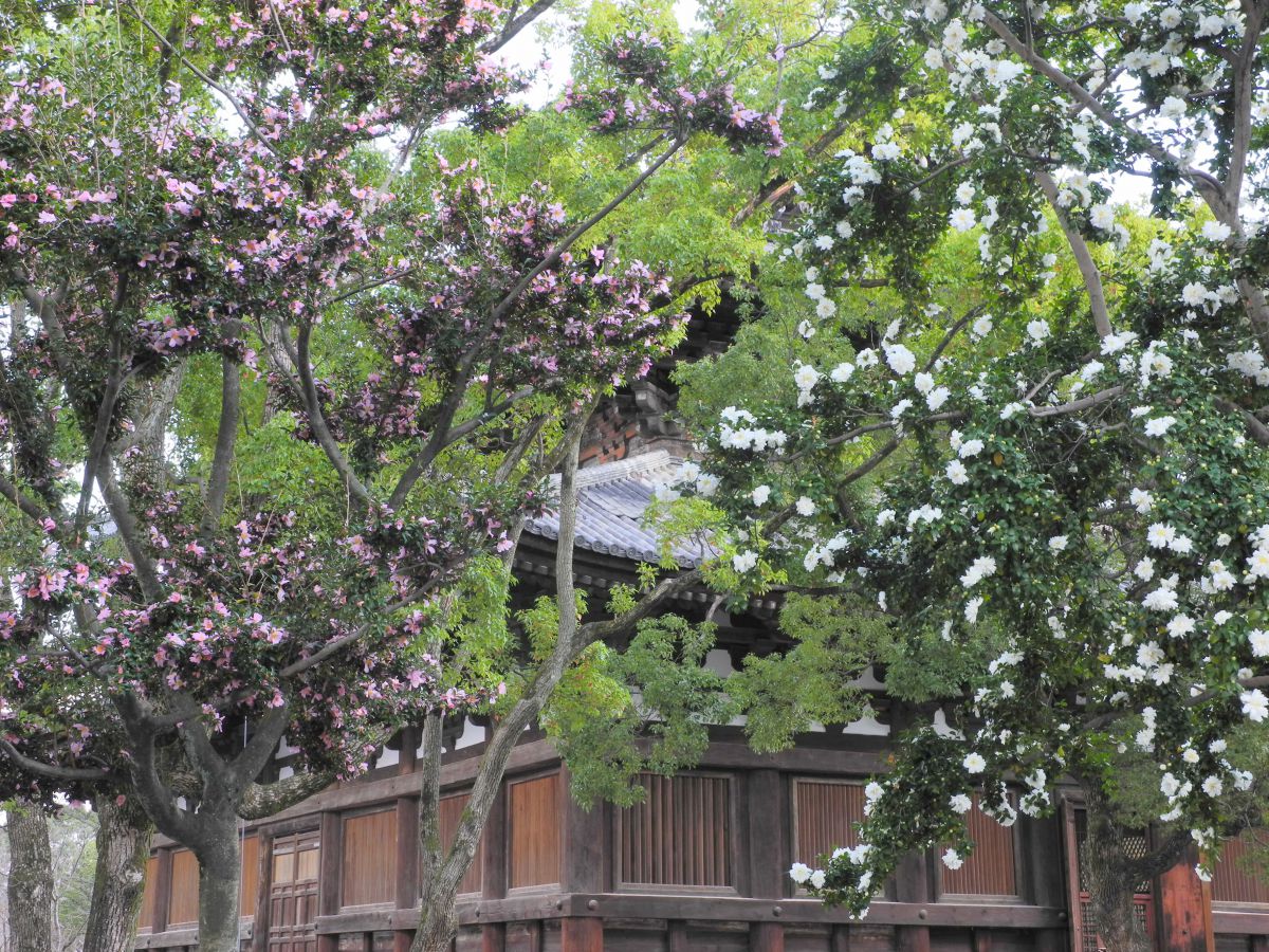 旅カメラとしてのP7000 | GANREF