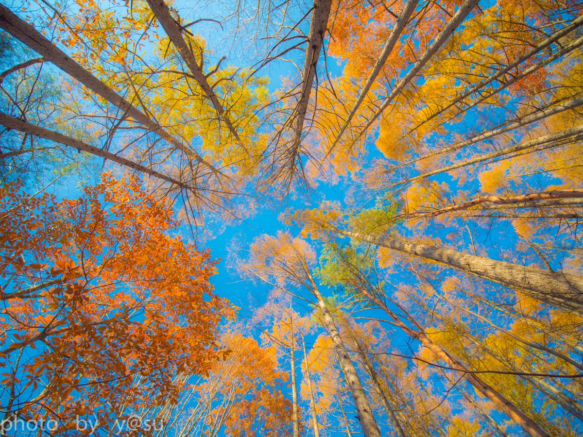 7.5mm F2 MFTで撮影された写真 | 写真検索 | GANREF