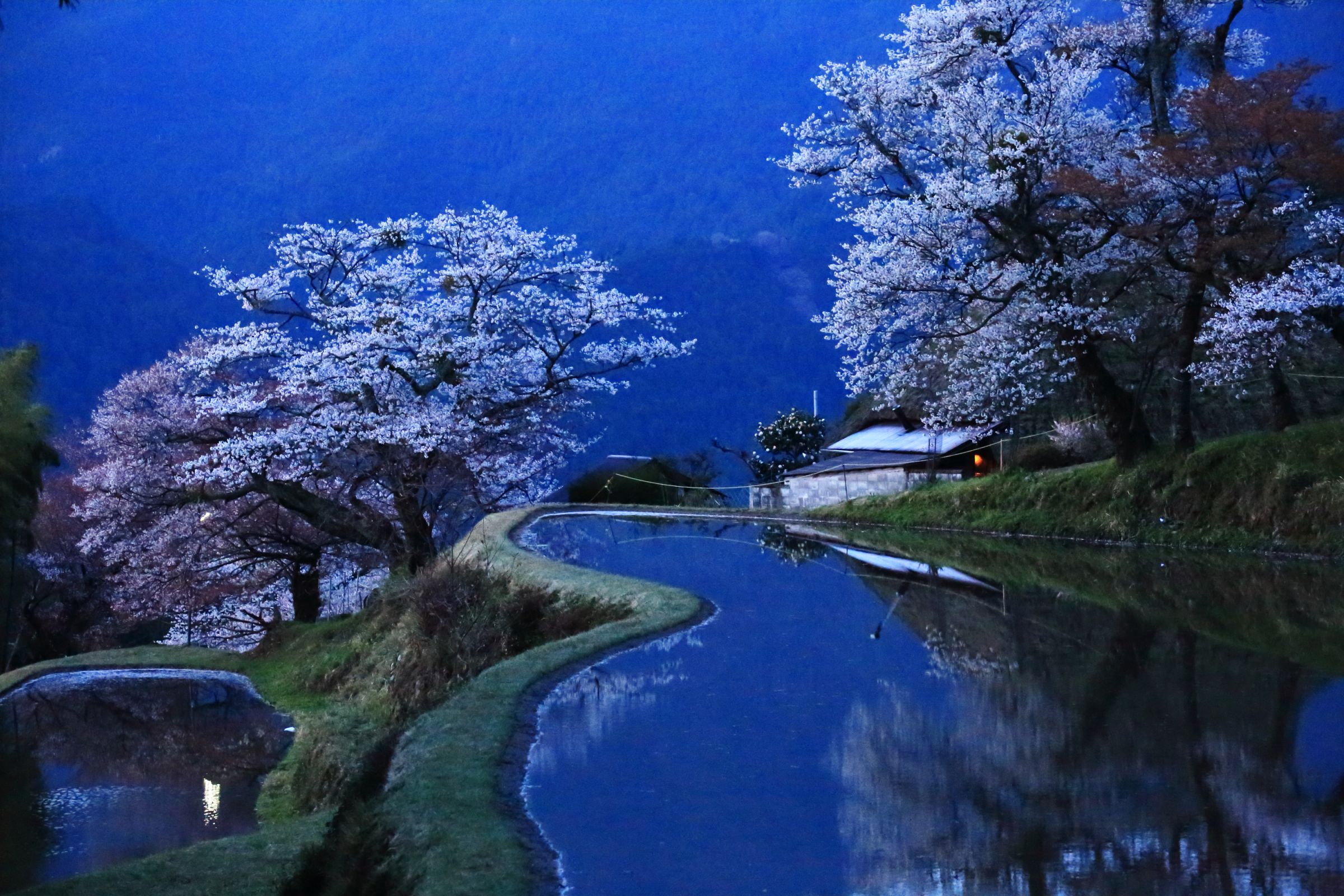 蒼い時 三多気の桜 | GANREF
