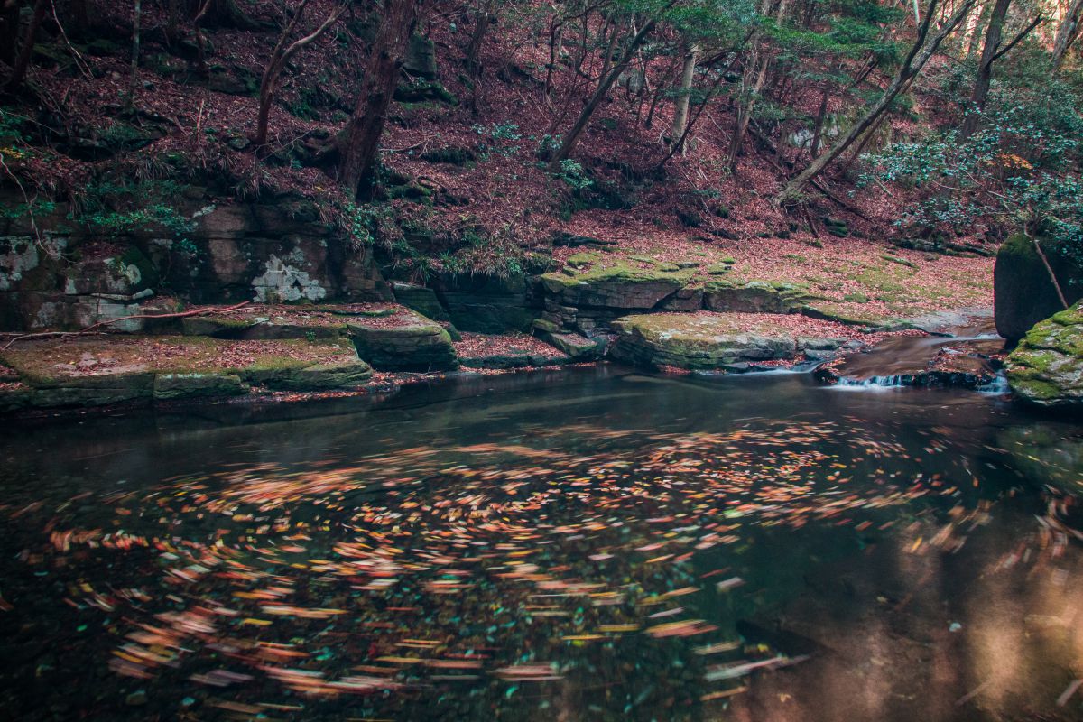 赤目でグルグル 植物 紅葉 Ganref