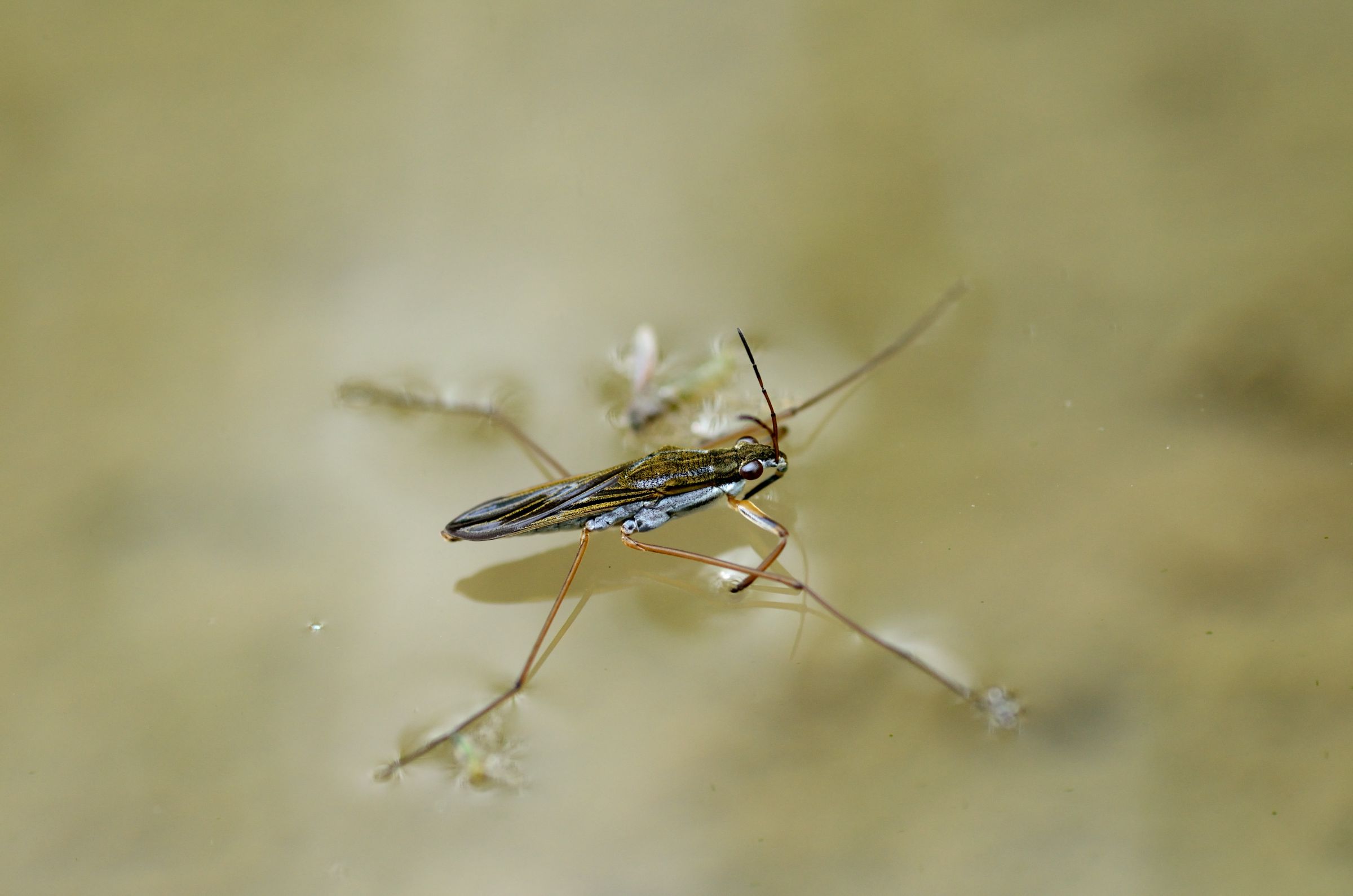 アメンボの色 | GANREF