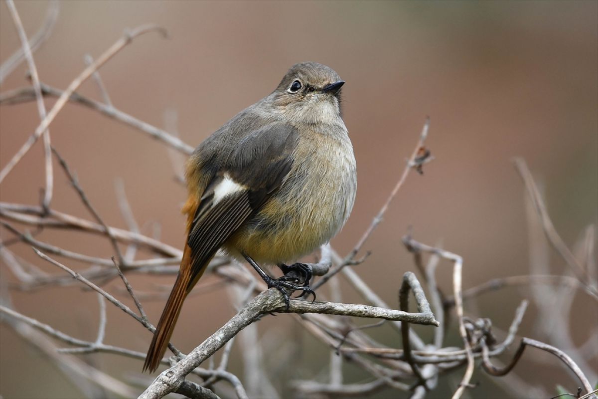 ジョウビタキのメス 動物 鳥類 Ganref ジョウビタキのメス 動物 鳥類 Ganref