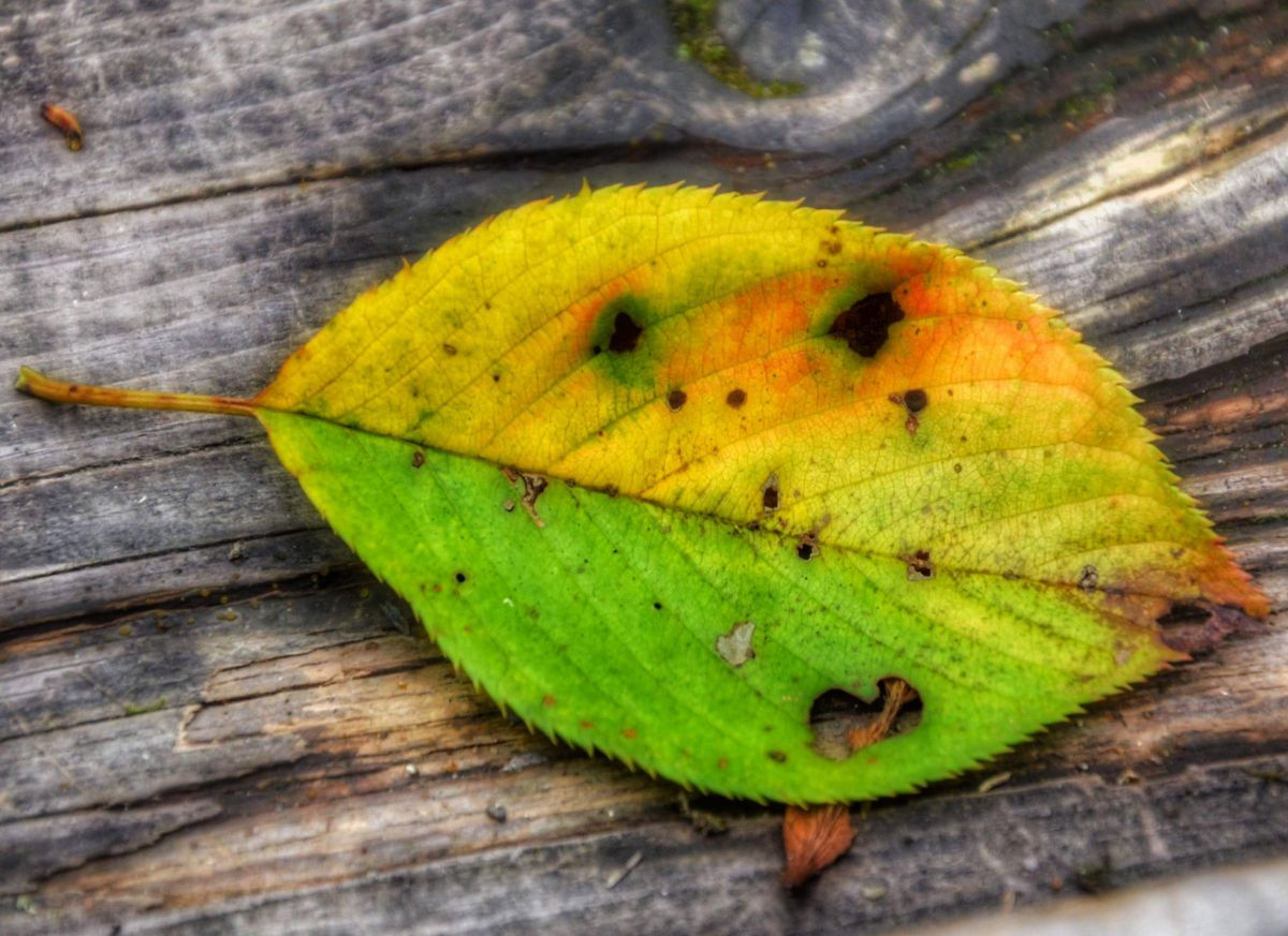 変顔の秋 植物 草 葉 芽 Ganref