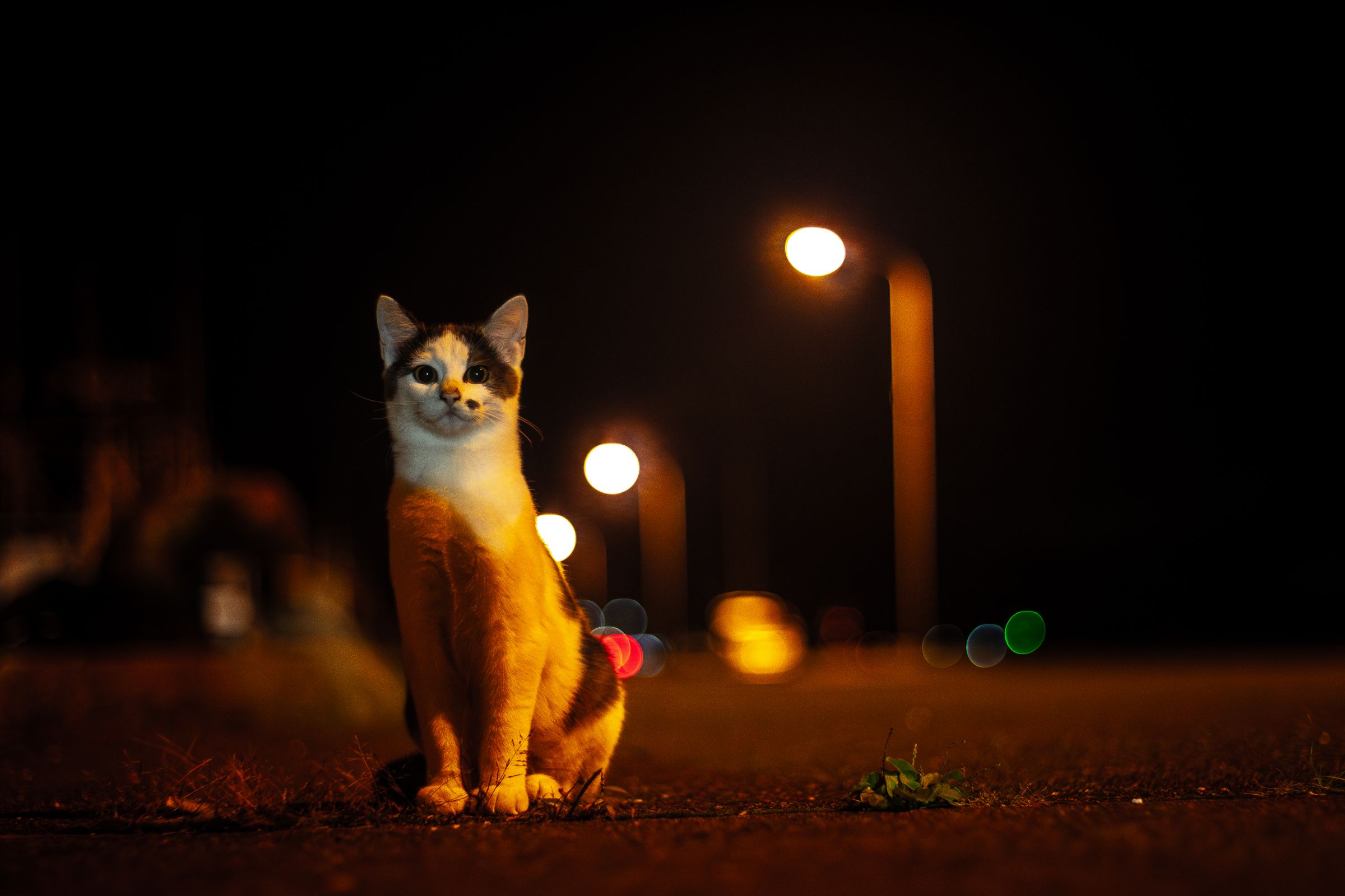 吾輩は野良猫である | GANREF