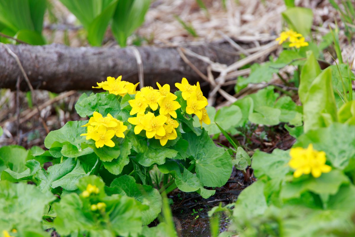 エゾノリュウキンカ 植物 花 花びら Ganref
