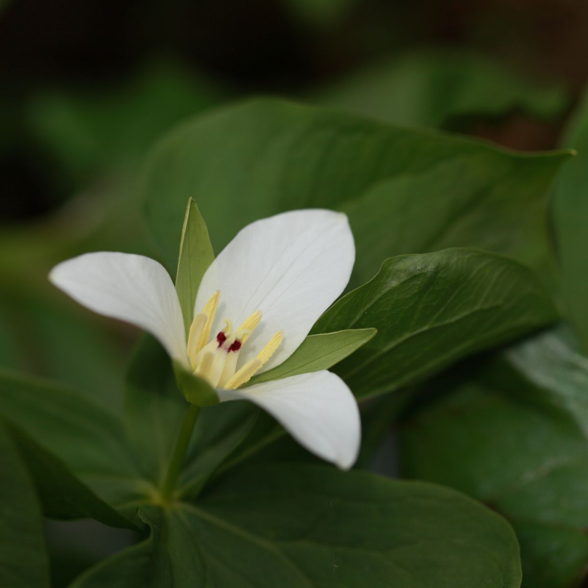 オオバナノエンレイソウ 植物 花 花びら Ganref