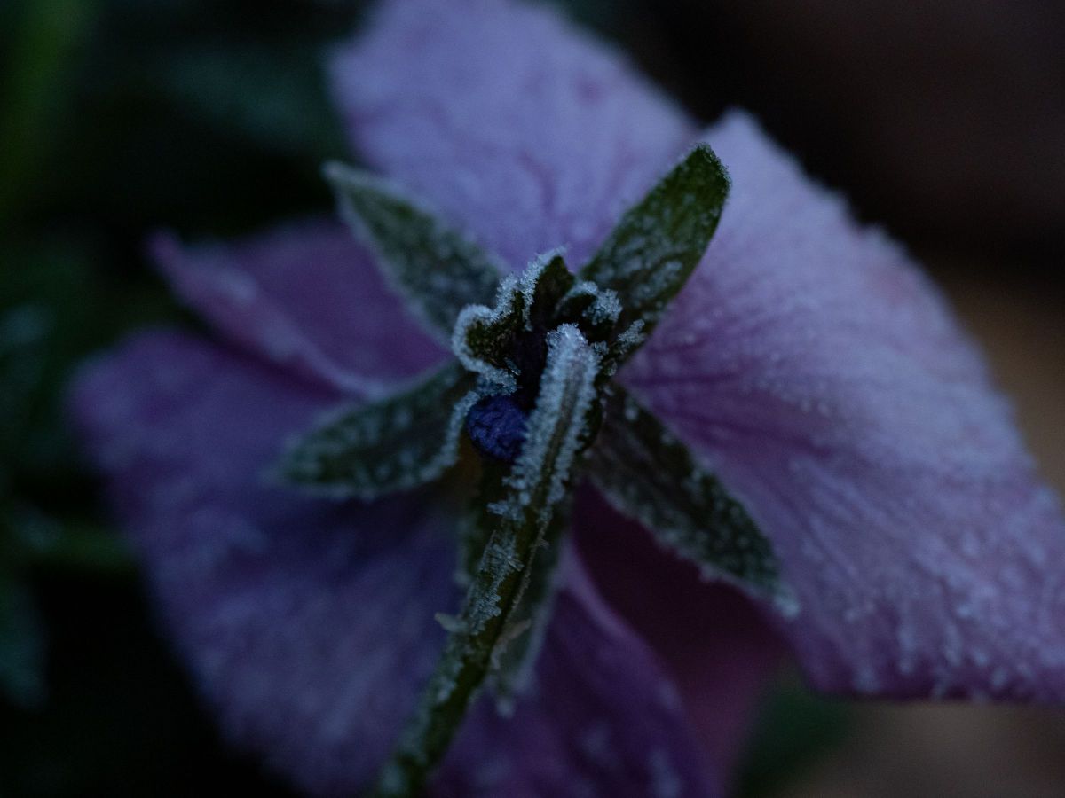 凍えても 植物 花 花びら Ganref