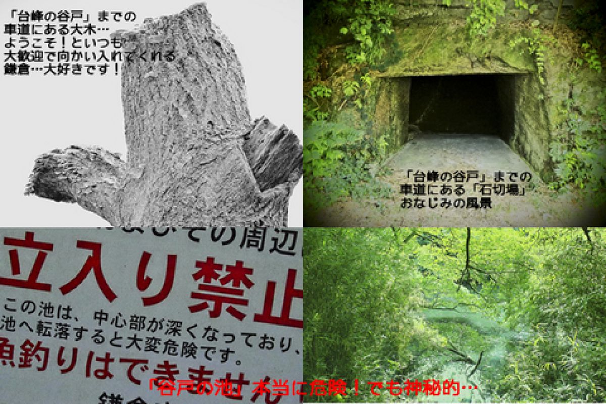 台峰の谷戸 北鎌倉 Ganref