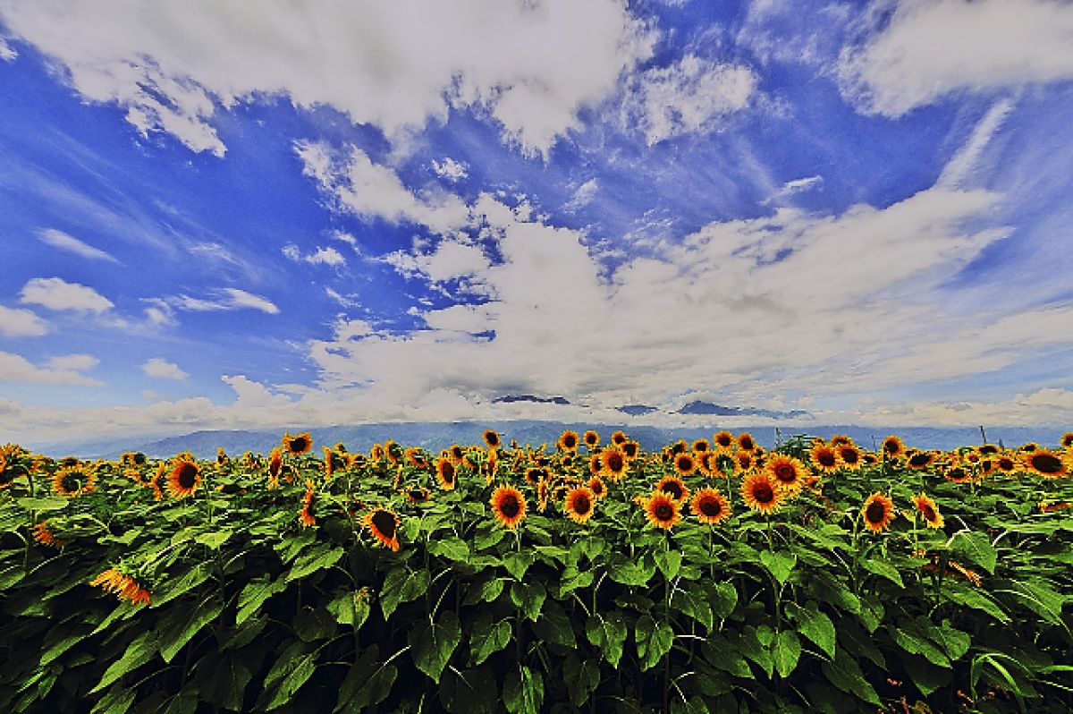 10-20mm F3.5 EX DC HSMで撮影された写真 | 写真検索 | GANREF