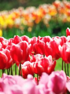 1000万回のキス 植物 花 花びら Ganref