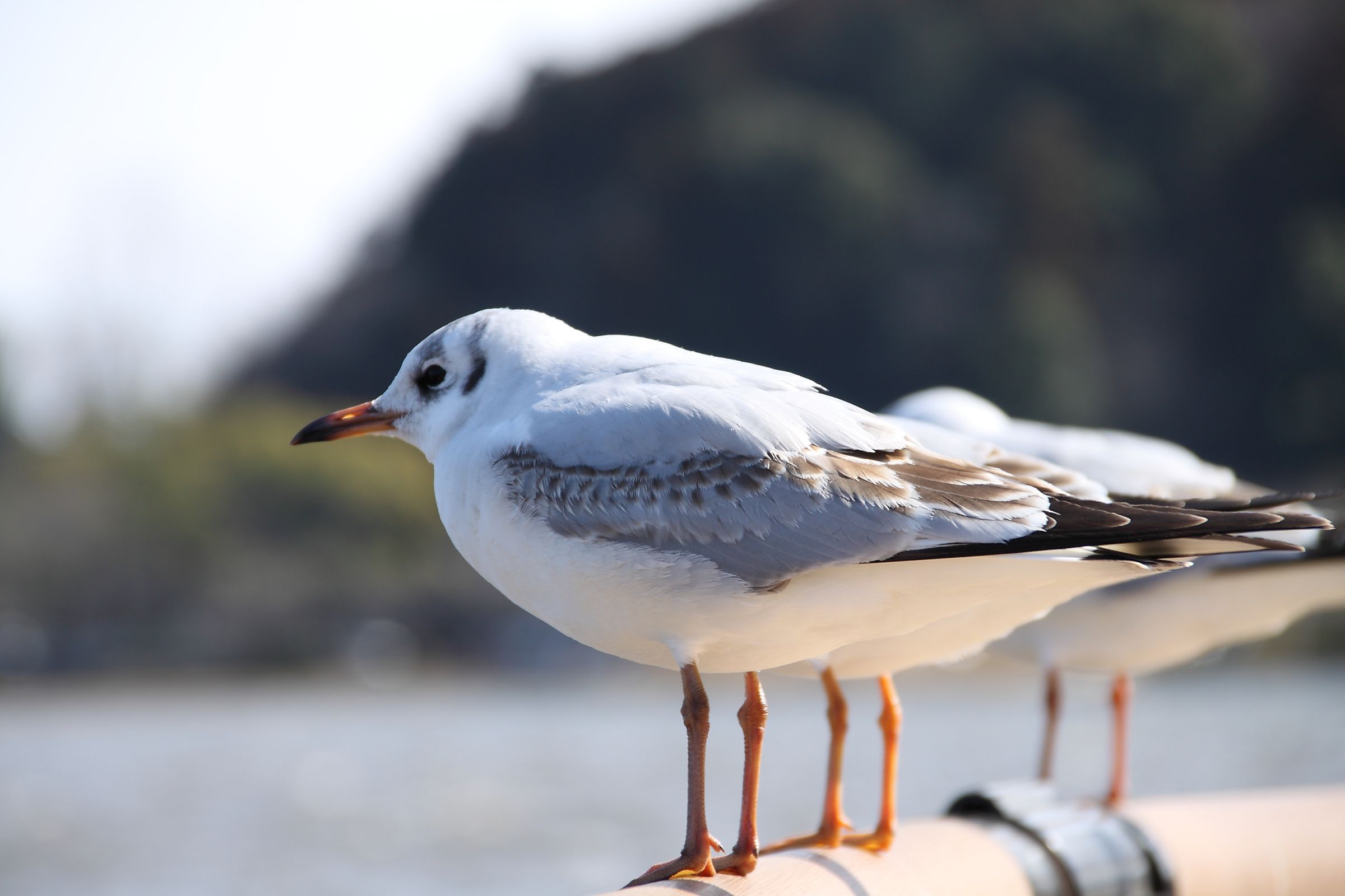 珍獣四足鳥 | GANREF
