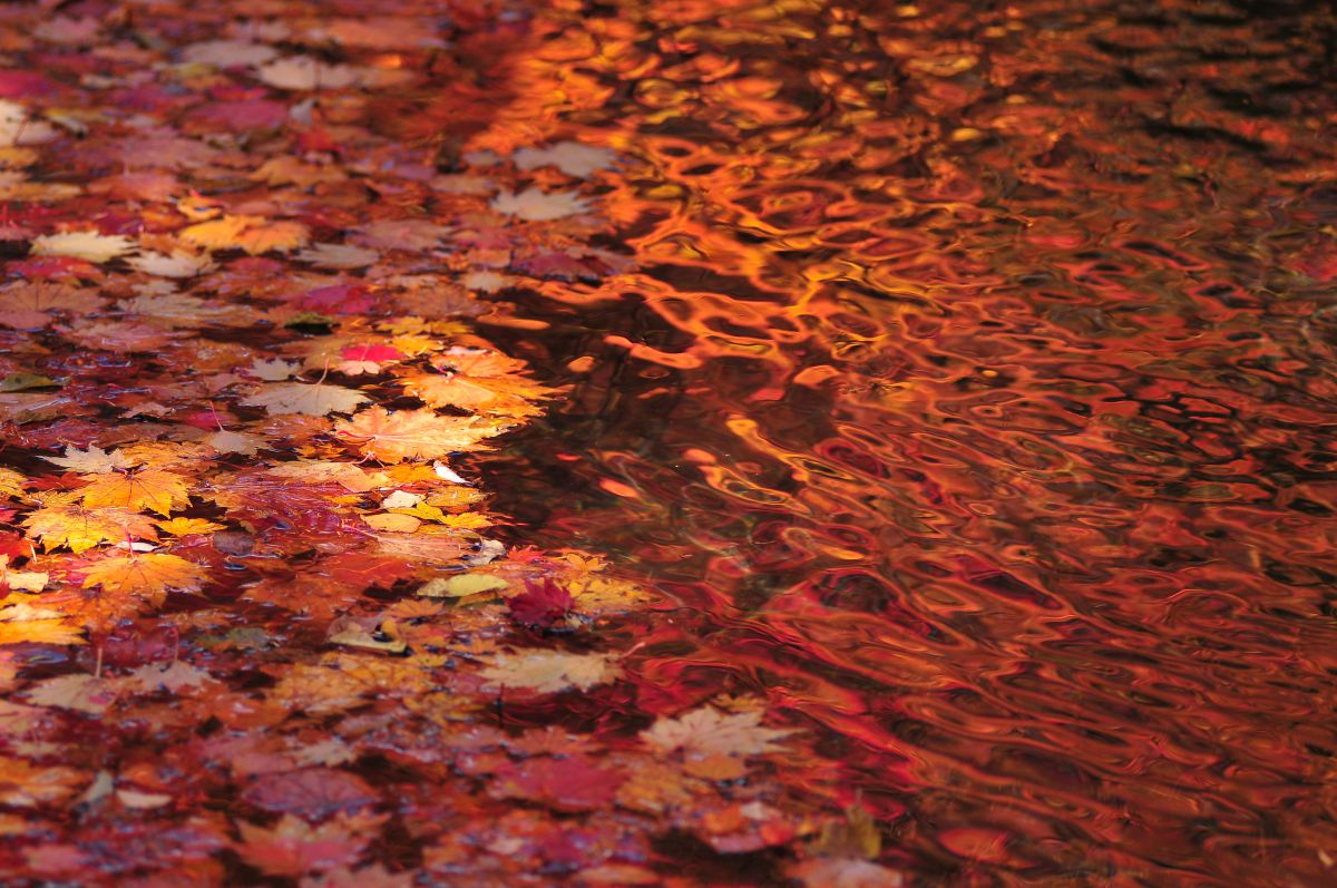 錦秋の水面 自然 風景 水辺 Ganref