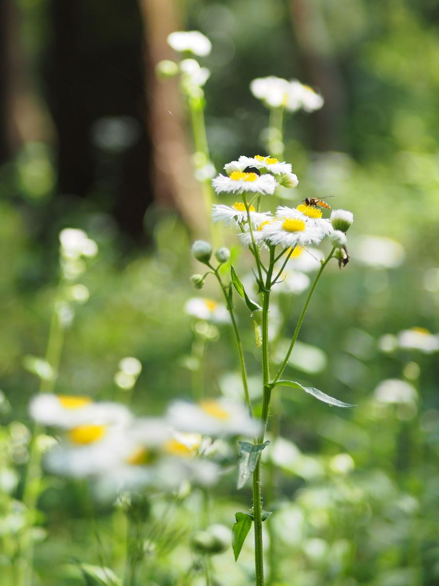 ハルジオン ヒメジョオン 植物 花 花びら Ganref ハルジオン ヒメジョオン 植物 花 花びら Ganref