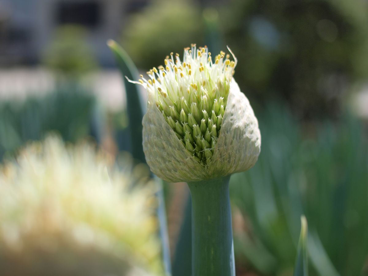 ねぎぼうず 植物 花 花びら Ganref