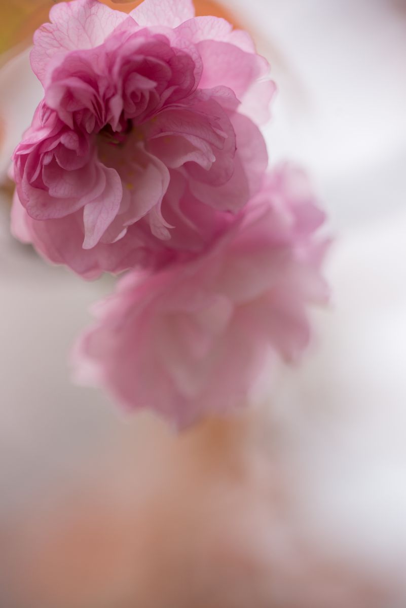 八重の花 植物 花 花びら Ganref
