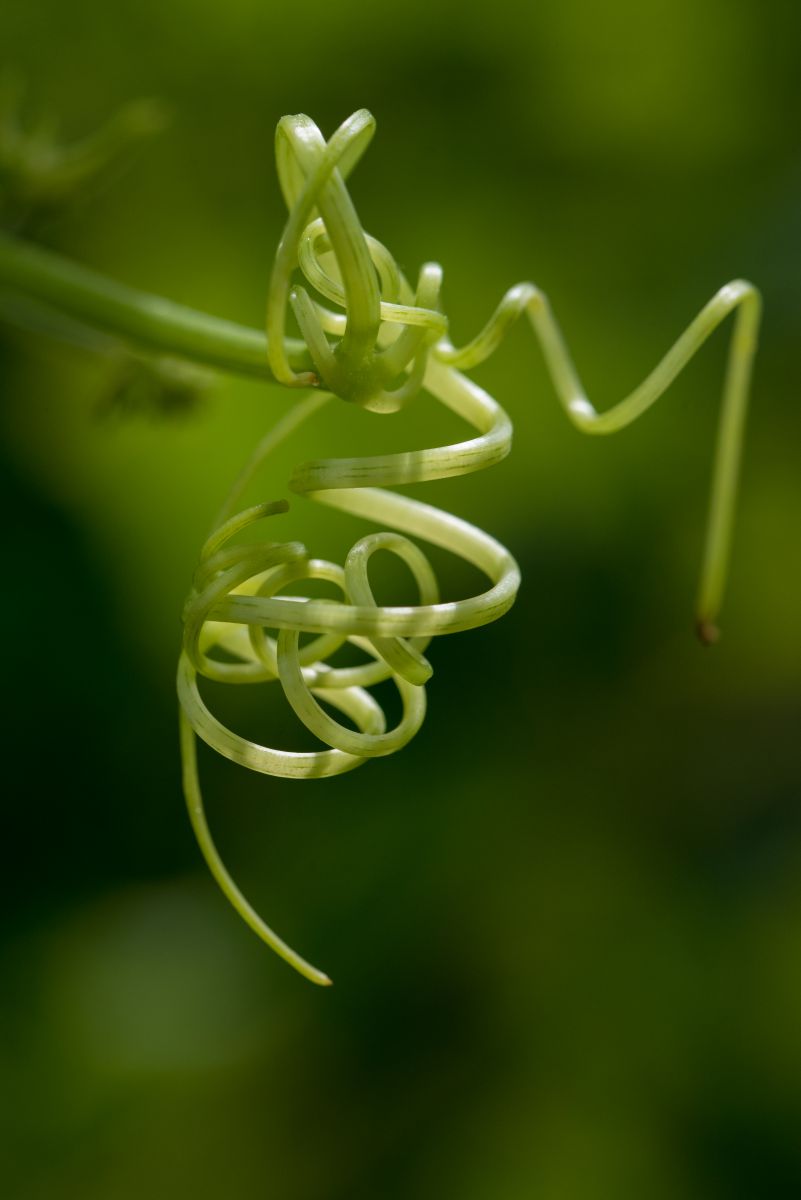 クネクネ 植物 草 葉 芽 Ganref