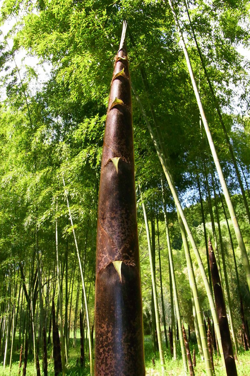 タケノコから竹へ 植物 その他 Ganref タケノコから竹へ 植物 その他 Ganref