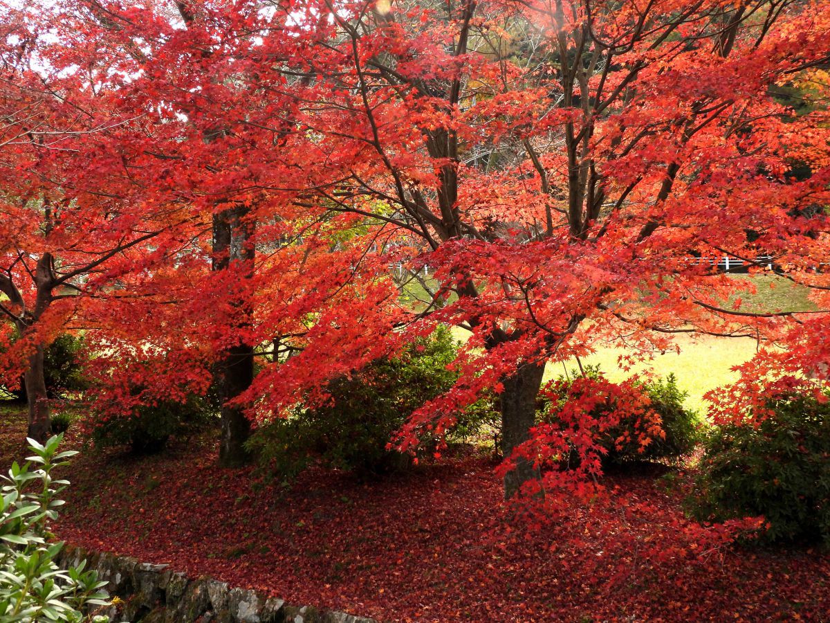 定光寺公園の紅葉 自然 風景 森林 Ganref