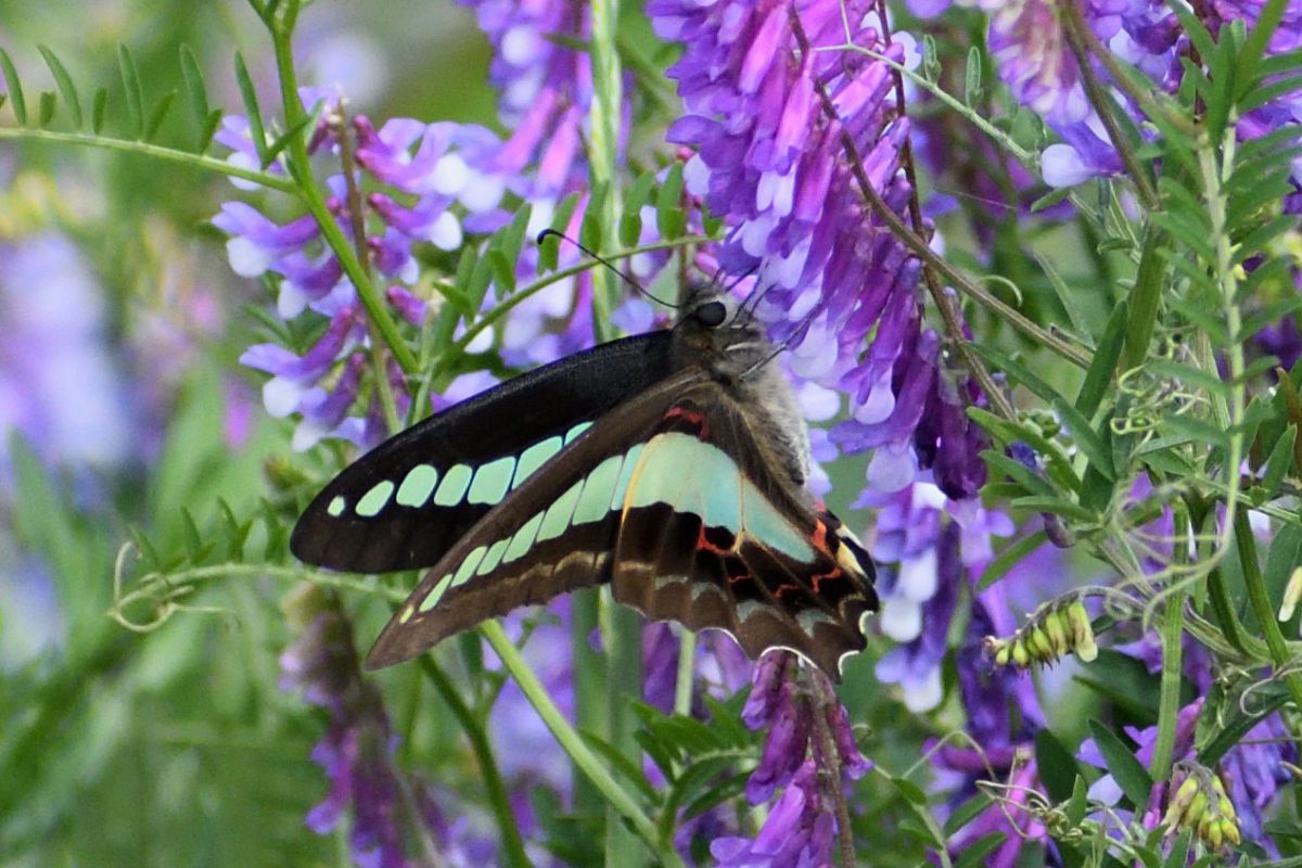アゲハ蝶と草藤 動物 虫 昆虫 Ganref