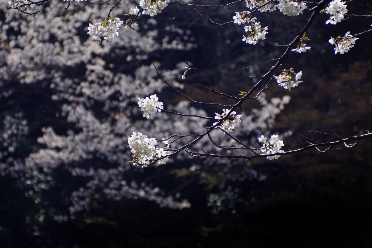 AF ZOOM 28-85mm F3.5-4.5で撮影された写真 | 写真検索 | GANREF