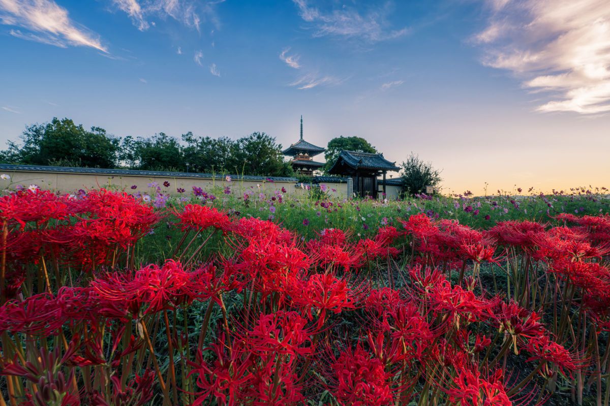 初秋 | GANREF