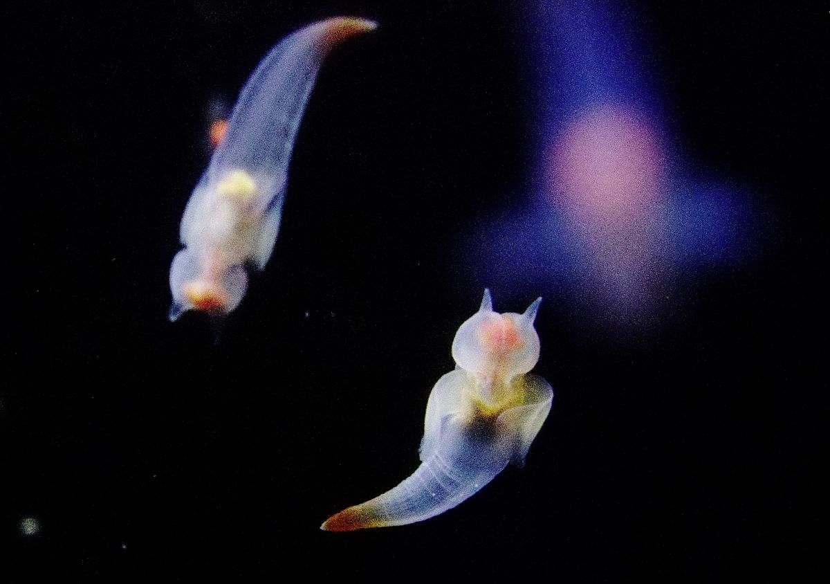 流氷の天使 クリオネ 動物 その他の海の生物 Ganref