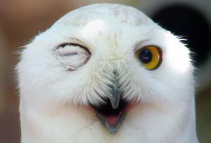 しろ梟 木に留まるシロフクロウ《白梟（32cm）》 – 光るグッズ