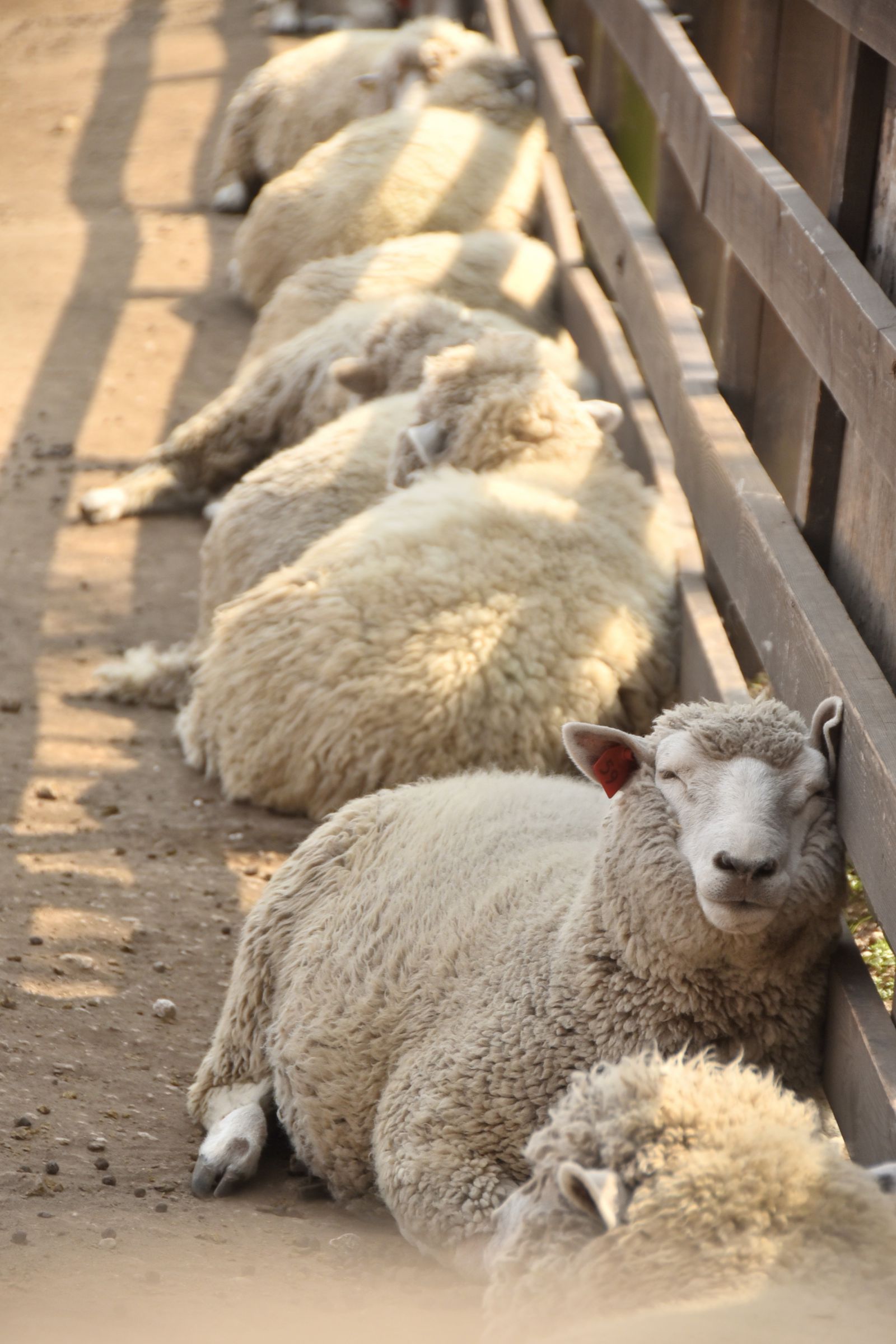 ひつじがいっぴき、ひつじがにひき、、、、 | GANREF