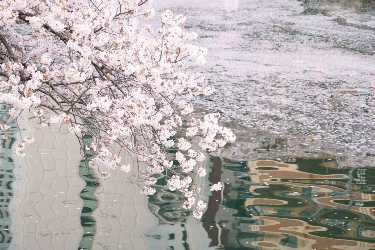 大岡川の桜@2019 GANREF