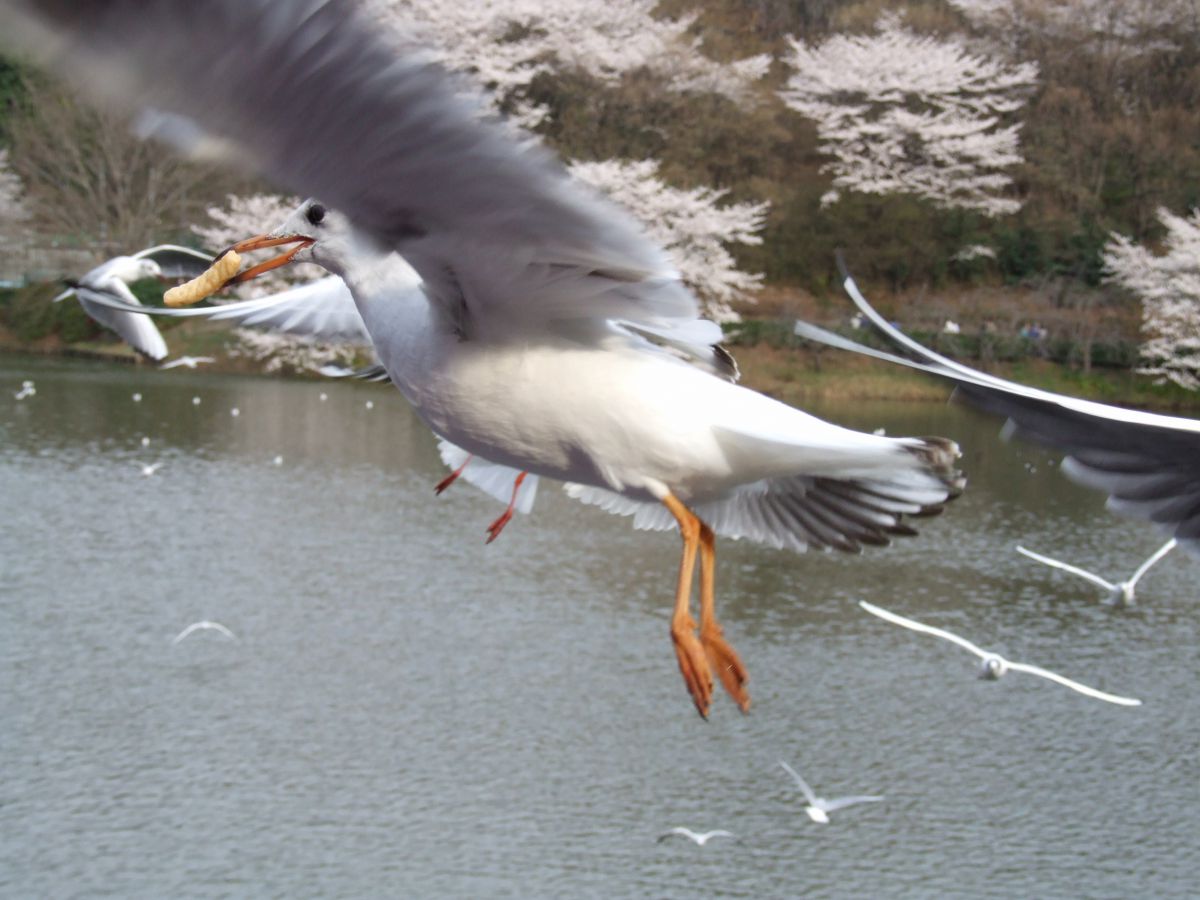 作例あり、富士フイルムfine pixS9100 FinePix S9100で撮影された写真 | 写真検索 | GANREF