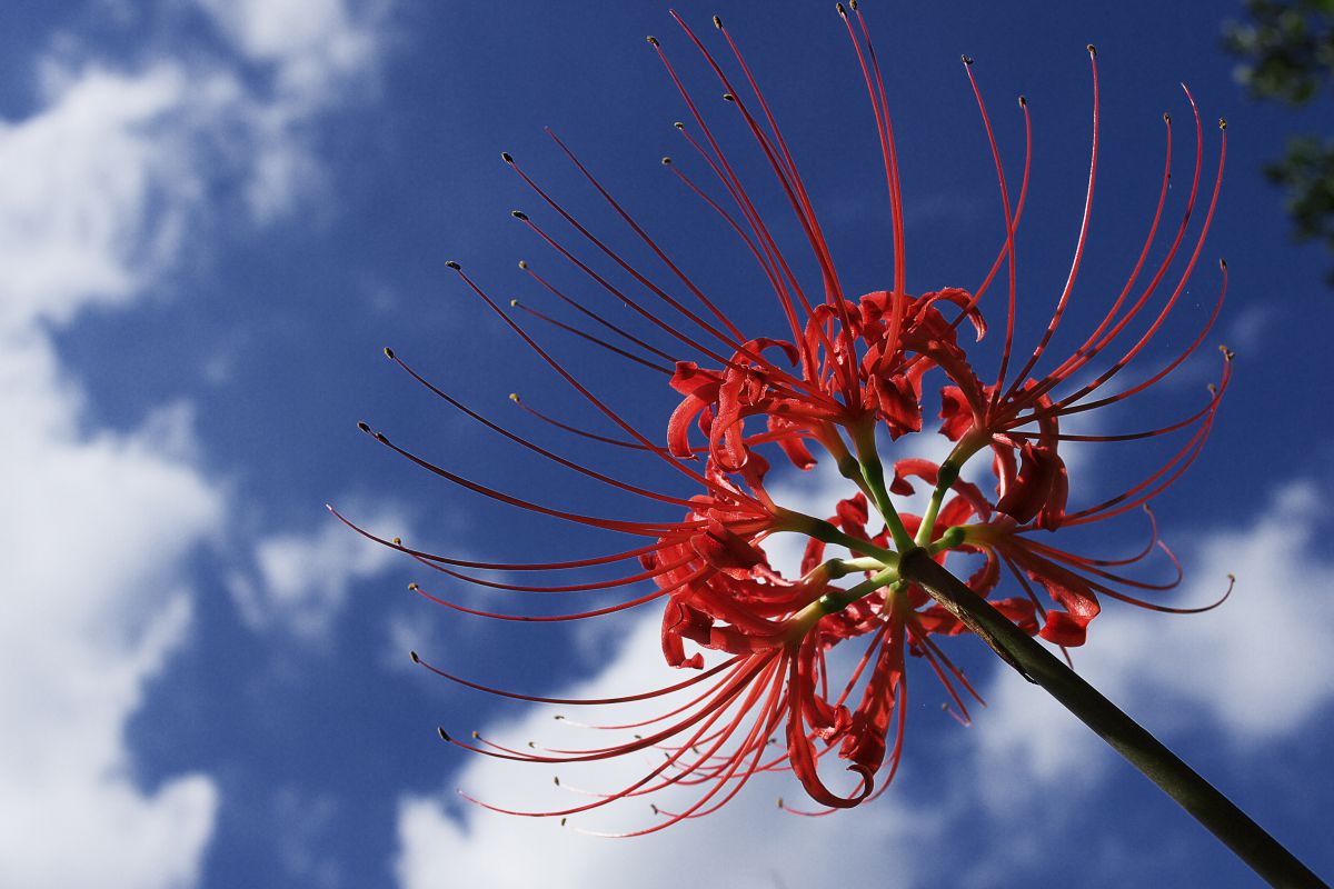 日向薬師 彼岸花 植物 花 花びら Ganref